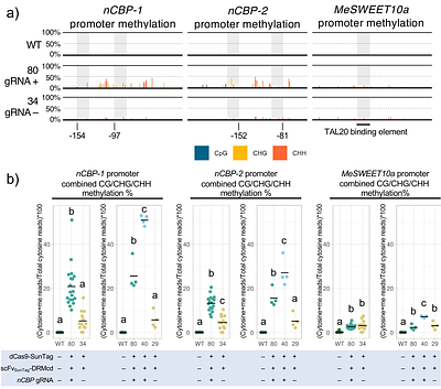 Targeting dCas9-SunTag to a susceptibility gene promoter is sufficient for CRISPR interference