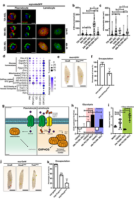 Mitochondrial metabolic remodeling drives innate immune activation in Drosophila hemocytes