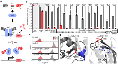 Modular Engineering of Thermo-Responsive Allosteric Proteins