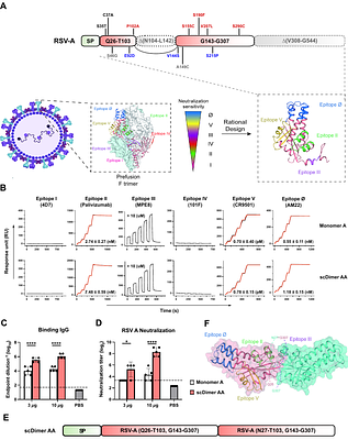 Rational design of respiratory syncytial virus dimeric F-subunit vaccines in protein and mRNA forms