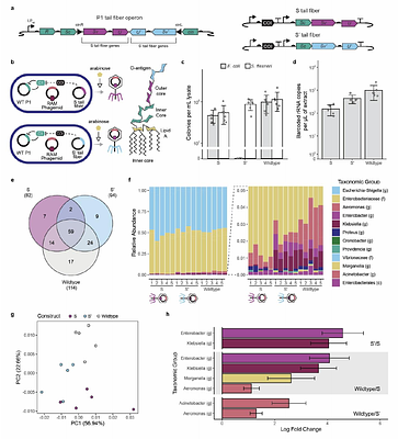Cross-order detection of bacteriophage transduction in communities using ribosomal RNA barcoding