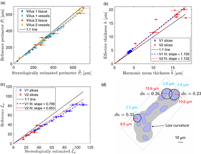 Physics-informed stereology for estimating placental diffusive exchange capacity