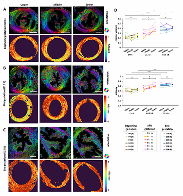 Advanced Optical Microscopy Reveals Spatio-Temporal Dynamics of Cervix Remodeling during Gestation