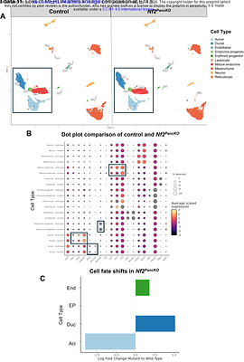 Transient architecture of the embryonic pancreas determines endocrine mass