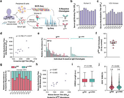 Molecular-level analysis of serum IgG repertoires in COVID-19-vaccinated people with cystic fibrosis identifies abundant convergent antibodies