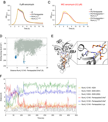 The broad-spectrum RumC1 bacteriocin targets a transient peptidoglycan intermediate of the nascent cell wall