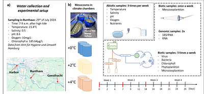 Exploring Warming Effects on lower food-web dynamics in the plankton of the River Elbe Estuarine Ecosystem in summer: Insights from a Mesocosm Experiment