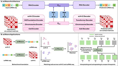 scWeave: A deep learning model that bidirectionally translates between gene expression and chromatin structure at single cell resolution