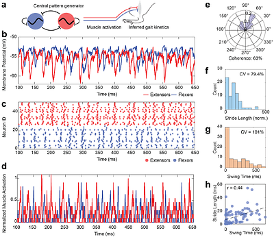 An integrative framework linking molecular signatures and locomotory phenotypes in space-induced sarcopenia