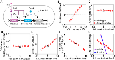 Extrusion-modulated DnaA activity oscillations coordinate DNA replication with biomass growth