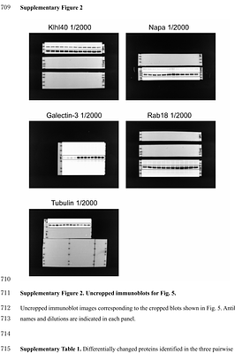 Repeated intermittent clenbuterol administration induces exposure history-dependent proteomic remodeling in mouse skeletal muscle