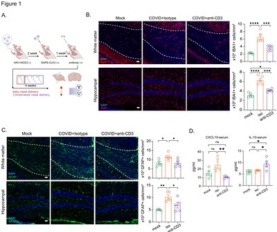Intranasal Anti-CD3 Antibody Treatment Attenuates Post-COVID Neuroinflammation and Enhances Hippocampal Neurogenesis and Cognitive Function in Mice