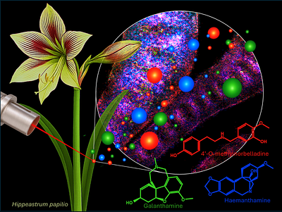 Dissecting specialized metabolism in space: A MALDI-MSI atlas of Amaryllidaceae alkaloids in Hippeastrum papilio (Ravenna) Van Scheepen