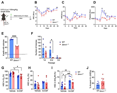Stathmin 1 regulates mitophagy and cellular function in hematopoietic stem cells
