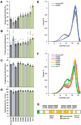 Tuning starch granule size distributions in durum wheat using genetic variation at a single locus