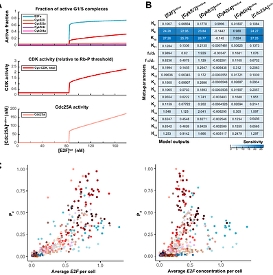 Hematopoietic proliferation is orchestrated by the sequential and lineage-specific activation of Cyclin D, Cyclin E and CDKN sub-modules within the G1/S network