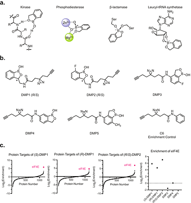 Benzoxaboroles are structurally unique binders of eukaryotic translation initiation factor 4E