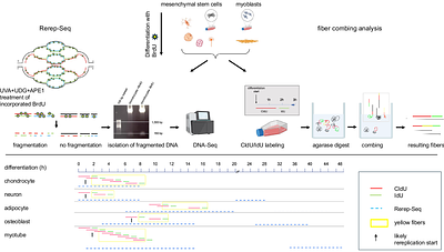 Physiological re-replication during human stem cell differentiation