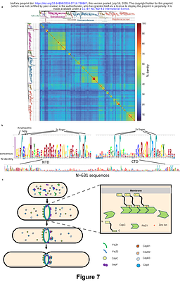 Systematic identification of cell division proteins in haloarchaea and the discovery of a membrane anchor for the Z ring