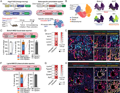 The basal cell state maintains pancreatic cancers by controlling an immunosuppressive circuit