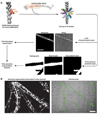 Force-modulated structural landscape of the catch bonding F-actin crosslinker α-actinin-4