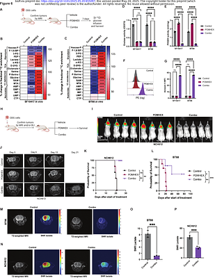 The 1p/19q co-deletion induces targetable and imageable vulnerabilities in glucose metabolism in oligodendrogliomas