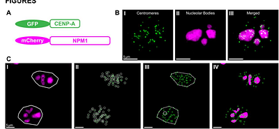 The dynamics of nucleolus-centromeres interaction in living cells
