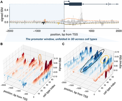 CASCADE recovers promoter-associated regulatory motifs from cell-type-resolved DNA language-model attributions