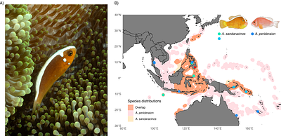 Discovery and genomic characterization of a novel wild clownfish hybrid from the Philippines