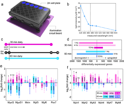 Physiological and functional characterization for high-throughput optogenetic skeletal muscle exercise assays