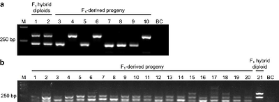 Bidirectional hybridization between Ulva prolifera and U. linza (Ulvophyceae, Chlorophyta): Evidence for compatibility and paternal chloroplast inheritance