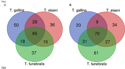 Investigating Bacterial Contributions to Thermal Tolerance in Three Intertidal Marine Snail Tegula species