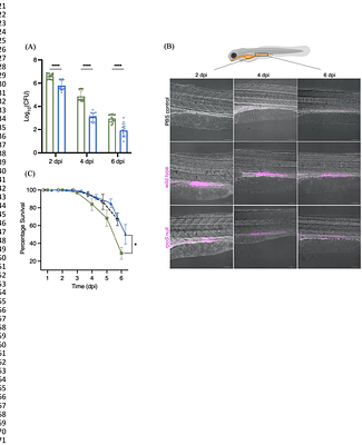 RpoS activates Salmonella Typhi biofilms and drives persistence in a Zebrafish model