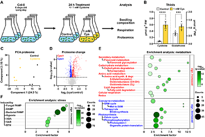 Cysteine signaling in plant pathogen response