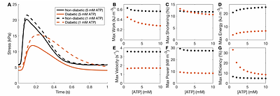 Metabolite-sensitive cross-bridge models of human atria reveal the impact of diabetes on muscle mechanoenergetics