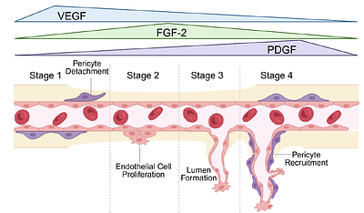 Phased affinity-controlled delivery of vascular endothelial growth factor, fibroblast growth factor-2, and platelet derived growth factor enhances in vitro angiogenesis