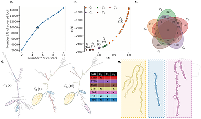 Summarizing RNA Structural Ensembles via Maximum Agreement Secondary Structures