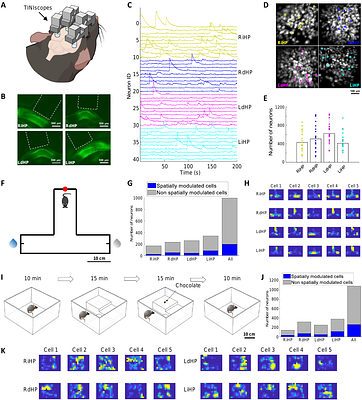 Multi-region calcium imaging in freely behaving mice with ultra-compact head-mounted fluorescence microscopes