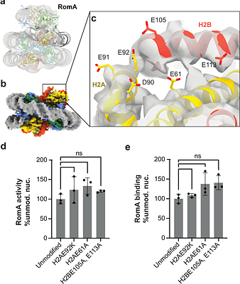 Histone modification crosstalk between host and pathogen