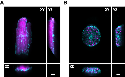 Constructing a single-objective oblique plane microscope (OPM) for fast, multi-colour, high-resolution volumetric fluorescence imaging