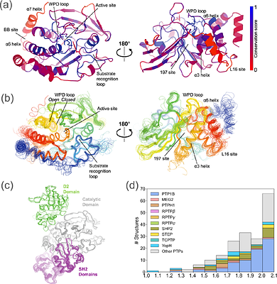 Mapping allosteric rewiring in related protein structures from collections of crystallographic multiconformer models