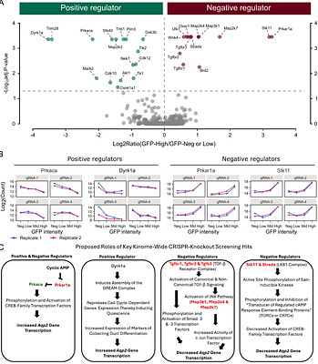 Kinome-wide CRISPR/Cas9-knockout screening reveals critical protein kinases in vasopressin V2-receptor signaling