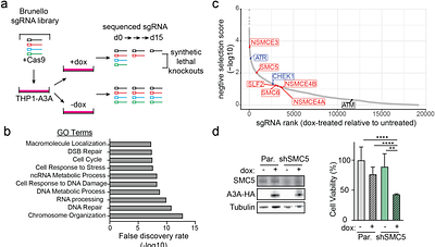 The SMC5/6 complex is required for maintenance of genome integrity upon APOBEC3A-mediated replication stress