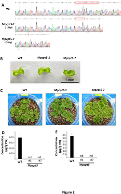 Neryl diphosphate-derived monoterpene biosynthesis via a biosynthetic gene cluster in the liverwort Marchantia polymorpha