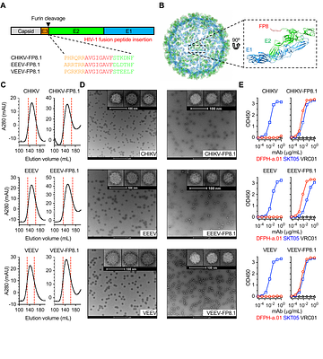 Novel HIV-1 fusion peptide immunogens using glycan-engineered alphavirus-like particles