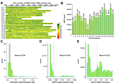 Whole-genome resequencing identified loci underwent divergent selection and improved local adaptability in groundnut (Arachis hypogaea)
