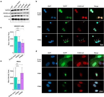 Protamine expression in somatic cells condenses chromatin and disrupts transcription without altering DNA methylation