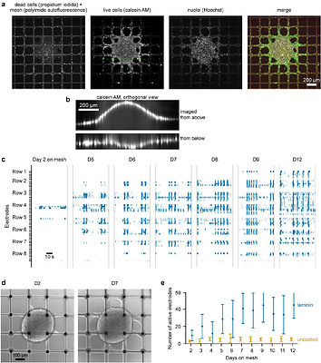 A scalable mesh microelectrode array platform for longitudinal electrophysiology in neural spheroids