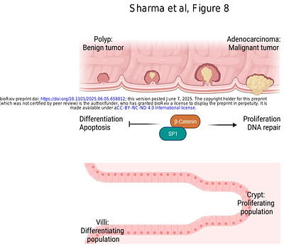 SP1 amplifies the effects of cellular proliferation via the Wnt/β-catenin pathway in colon development and cancer