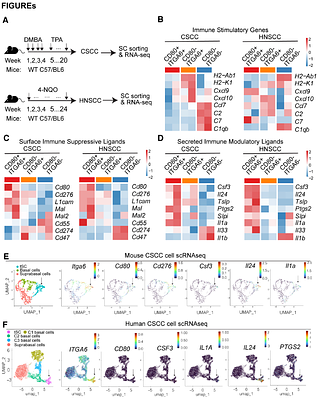 Integrated analysis of stemness-associated immune modulatory circuits in squamous cell carcinomas